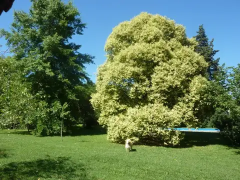 JUANA AZURDUY 1400