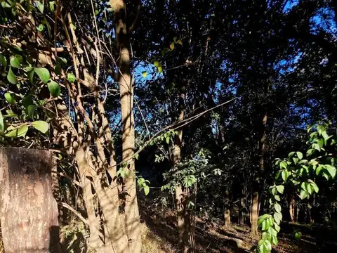 Los Platanos