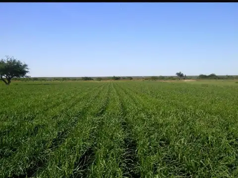 Campo de 875 has. en Venta - en Guardia Mitre Pcia de Río Negro