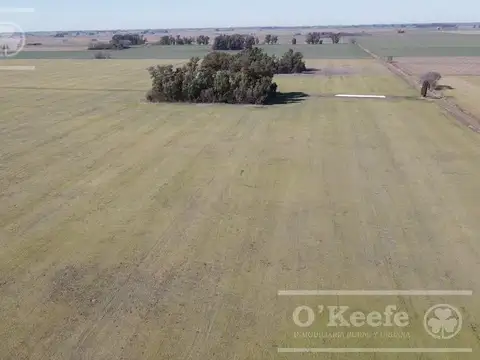 367 Has 85 % agrícolas en Chivilcoy