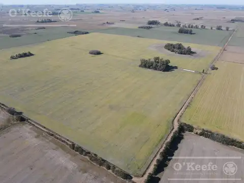 Campo de 400 has en venta en  Chivilcoy - Agricola