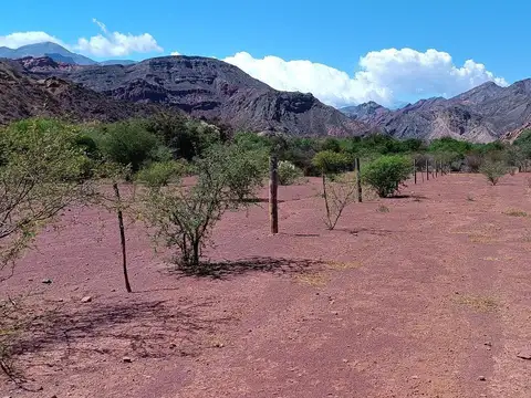 Viñedo en venta - 27.300Mts2 - Salta