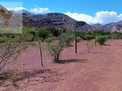 Viñedo en venta - 27.300Mts2 - Salta