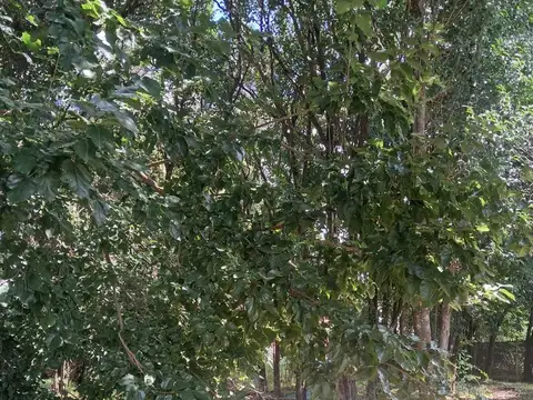 RP E53