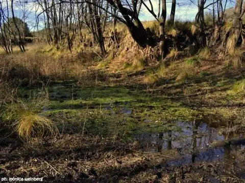 Campo en Venta de 20  ha
