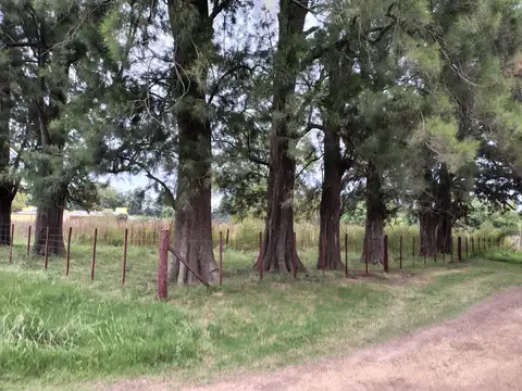 VENTA DE EXCELENTE QUINTA CON ARBOLES EN CARMEN DE ARECO