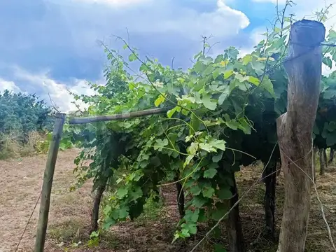 Venta de Finca en Producción Colonia Segovia