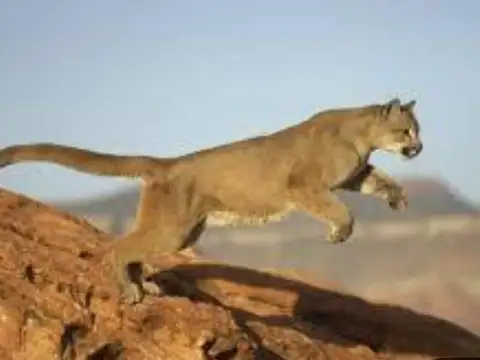 Estancia 10700 ha - Deseado - Santa Cruz