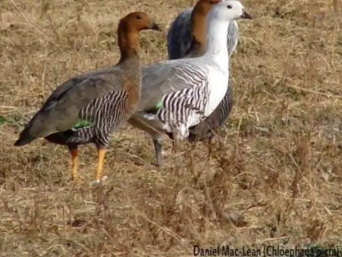 Estancia 10700 ha - Deseado - Santa Cruz