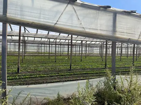 HECTAREAS EN ABASTO EN VENTA -  LA PLATA