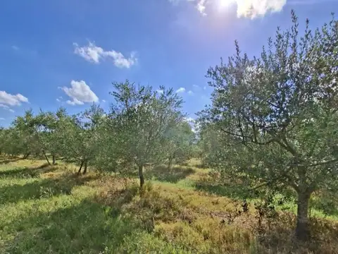Chacra en venta de 7 hectarias  ubicado en Las Brujas