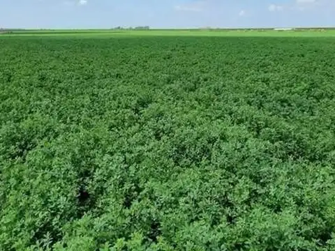 Campo Mixto (con explotación Ganadera)