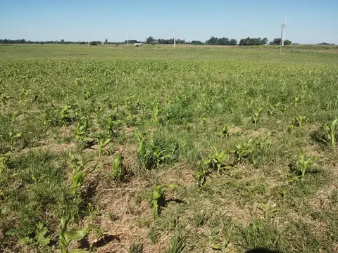 campo cria recria