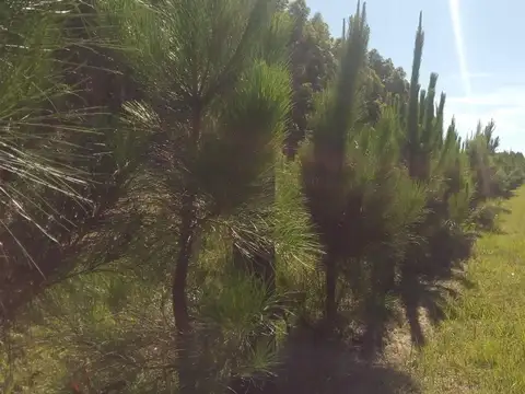 Terreno en Venta 60  mts Fondo