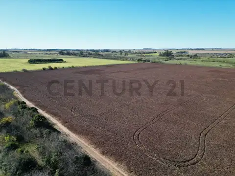 RUTA 8 Y RUTA 51 CAMPO 37 HA ARRECIFES, BUENOS AIRES