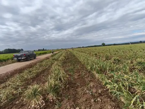 Finca en Venta Ugarteche Lujan de Cuyo