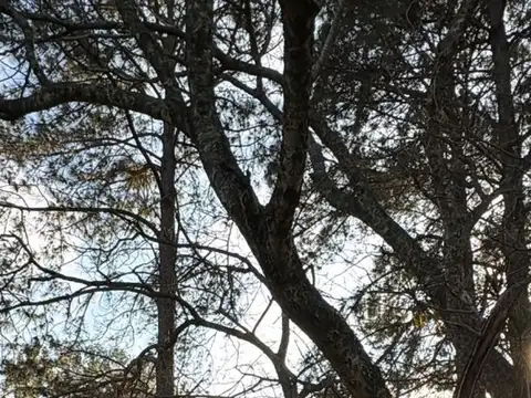 RIO DE ORO 2700
