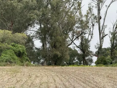 Campo en Venta Agrícola