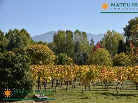 6 Has. Finca en Las Compuertas con casco de más de 1000 m2.