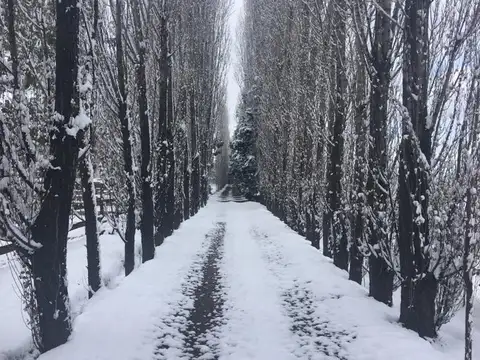 Campo en Venta Frutícola