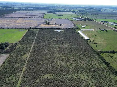 Vendo Campo 12 Has en Colonia Caseros Entre Ríos