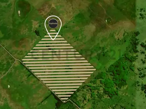 CAMPO DE 41 HECTÀREAS - RP 6 KM 82 CAÑUELAS