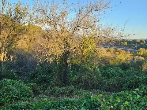Rey del Bosque y Arbol Alto 100