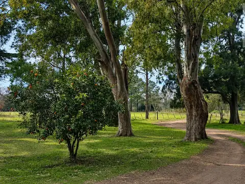Campo Mixto de 30 hectáreas en San Andrés de Giles, a metros del asfalto, con casas y galpones