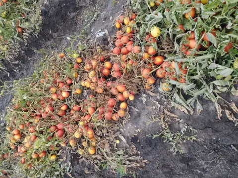 ALQUILER ANUAL CAMPO 16 HAS. SAN CARLOS