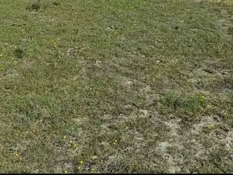 ALQUILER DE CAMPO AGRICOLA