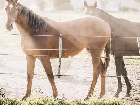 Terreno en Venta de 1000,0 m2