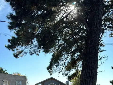 Monaco, pinamar