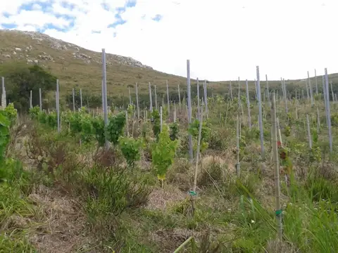 Chacra en sierras del Catedral 10ha