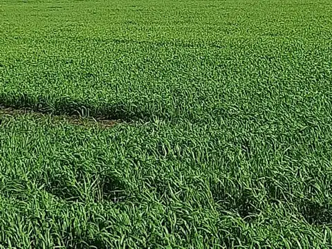 Campo en Venta de 33  ha