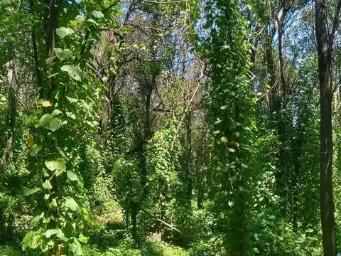 VENTA-GRAN LOTE EN RIO CEBALLOS-2.6 HAS.