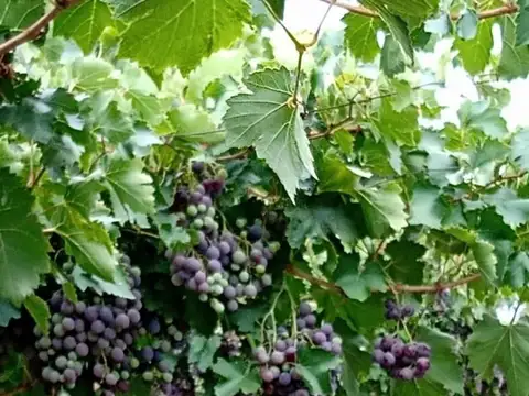 Terreno en Venta de 160000,0 m2