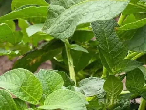 Pavón, Dto. Constitución, Santa Fe