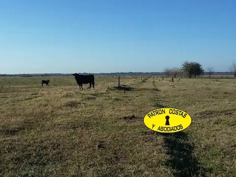 Venta Campo 86 has. en Gral. Rodríguez