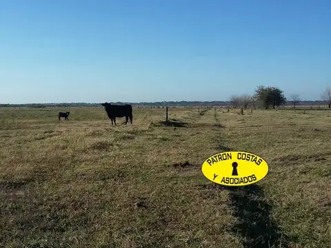 Venta Campo 86 has. en Gral. Rodríguez
