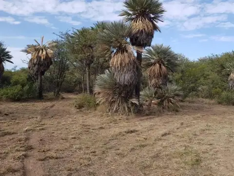 Campo de 24 hectáreas en venta Villa Larca San Luis