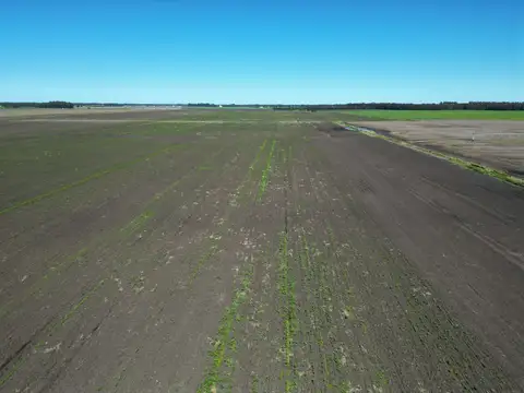Campo Agrícola 107 hectáreas, Miramar
