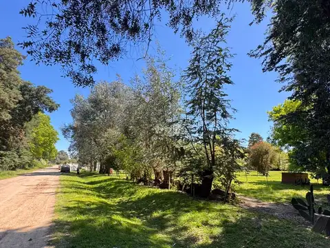 Golondrina 300