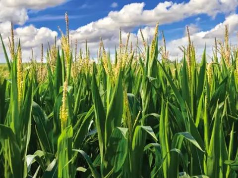 SANTIAGO DEL ESTERO 7000 HECT VTA AGRIC. OTRAS OFF MARKET
