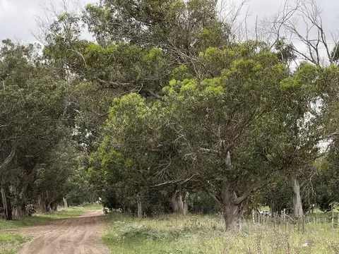 terreno sobre calle 60 entre 207 y 209