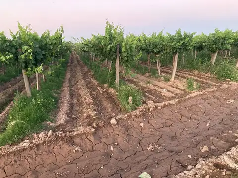 Calle Pública s/n 0