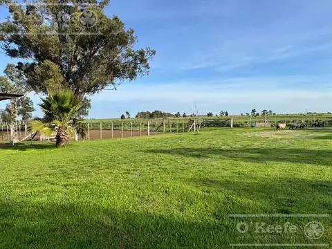 CAMPO MIXTO EN VENTA DE 830 HAS - CORONEL DORREGO