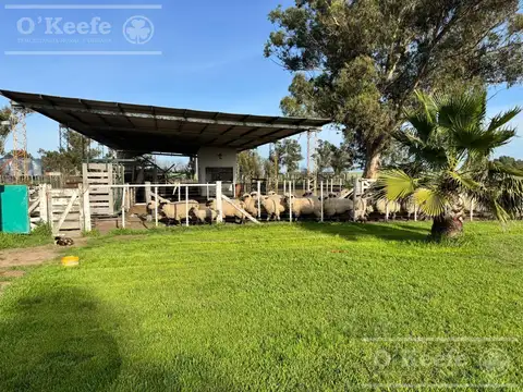 Campo en Venta de 830 has en Coronel Dorrego