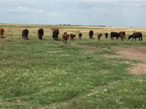 Terreno - La Porteña