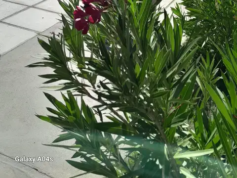 Complejo turístico con pileta, en actividad: Casa de 3 dorm. más 2 cabañas tipo Bungalow, en San Rafael, Mendoza