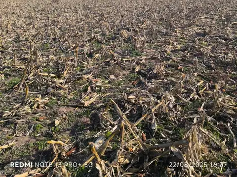 Campo en venta - 940 Hectáreas - San Luis